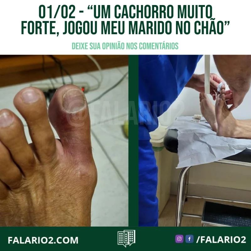 "Ataque do cachorro da raça Chow-Chow.