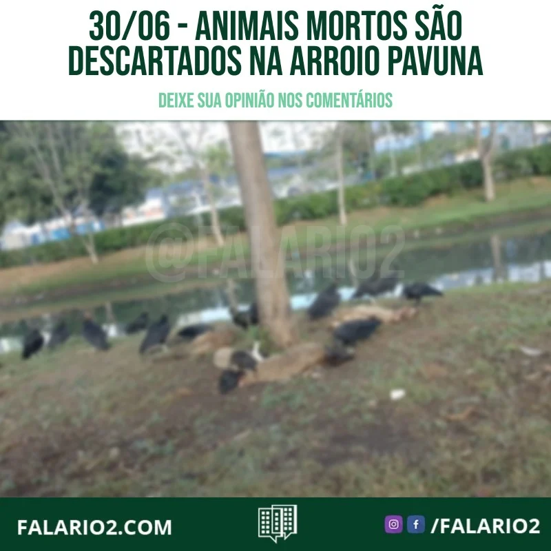 Na manhã do dia 30 de junho, às margens do rio da Estrada Arroio Pavuna, animais mortos foram encontrados em estado