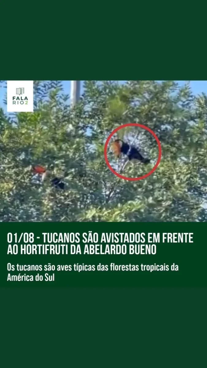 Recebemos hoje (1) o registro desses vizinhos que tiveram a sorte de presenciar dois tucanos voando e pousando em árvores em