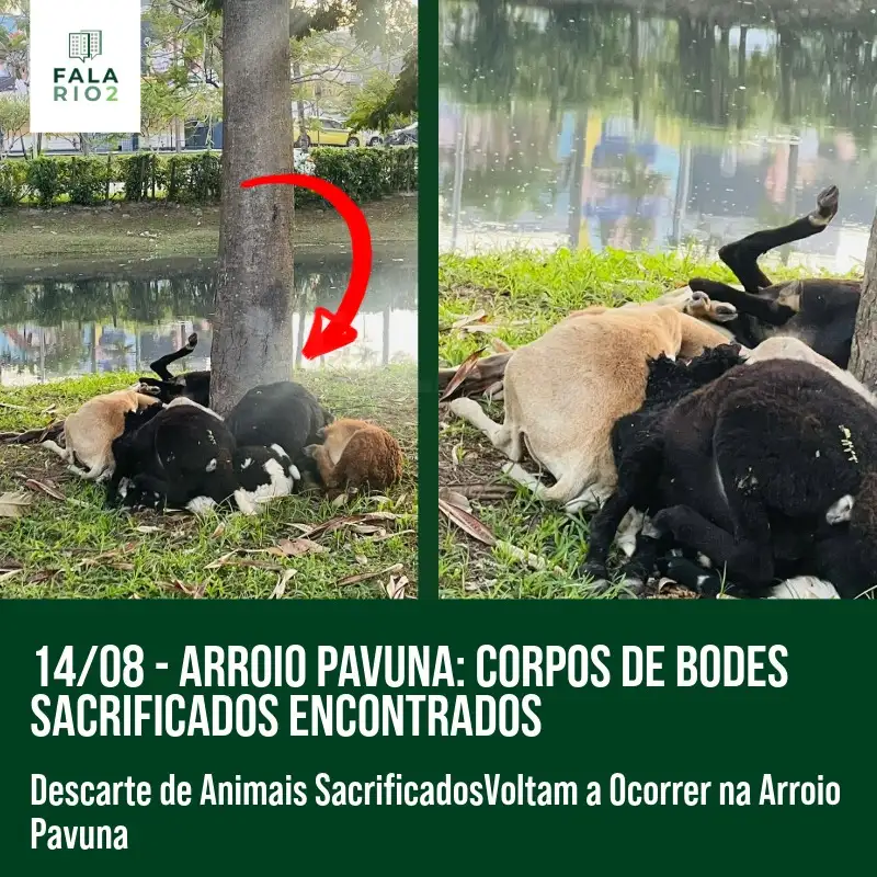 Na tarde de ontem, 14 de agosto, moradores da Barra Olímpica se depararam com uma cena perturbadora: vários corpos de bodes