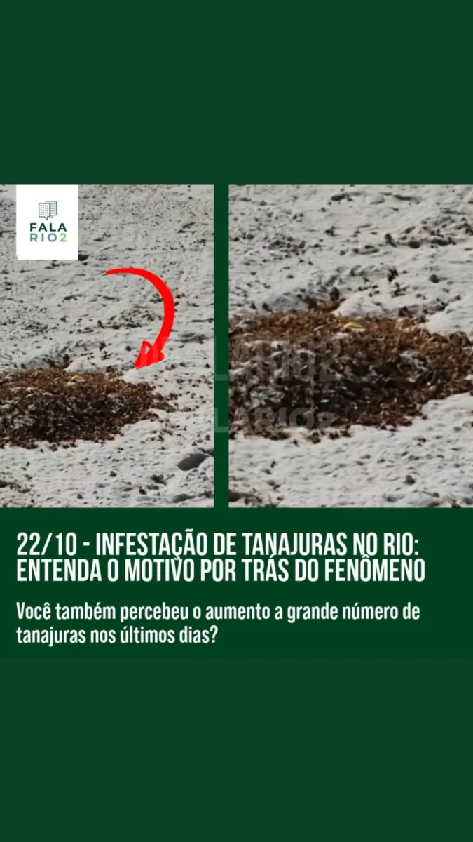 Infestação de Formigas Tanajuras Atinge Bairros do Rio de Janeiro em Outubro de 2024