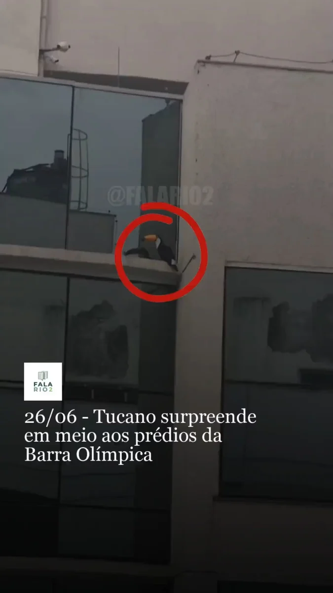 Em meio aos prédios e ao movimento da Avenida Embaixador Abelardo Bueno, um vizinho registrou uma cena que costuma