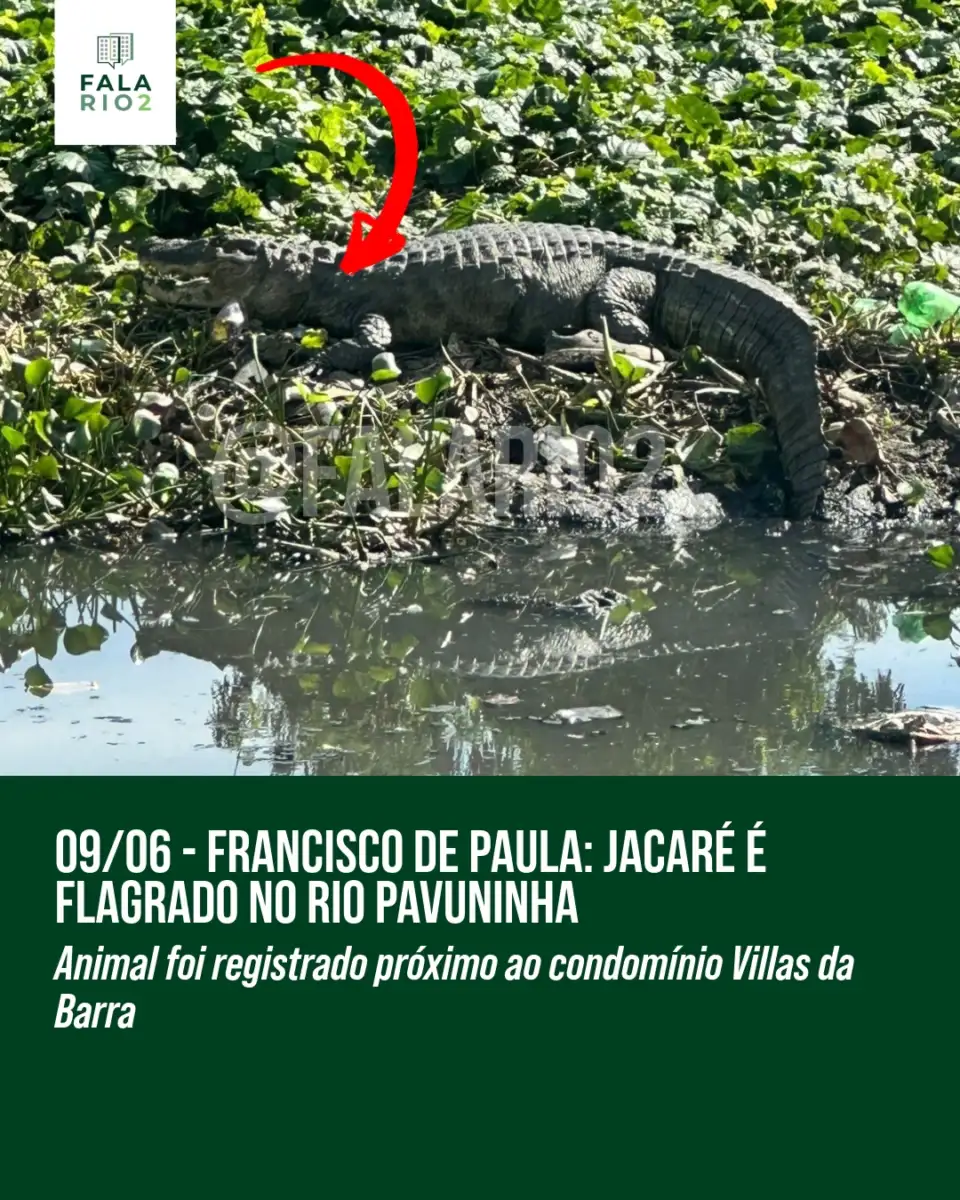 Uma vizinha registrou um jacaré no Rio Pavuninha, na região da Rua Francisco de Paula, próximo ao condomínio Villas da