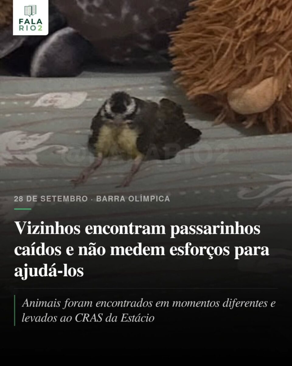 Vizinhos resgatam aves no Rio2 e buscam atendimento no CRAS da Estácio